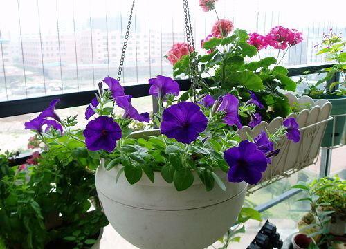 1535249127335045.jpg f9198618367adab4773fe8bb80d4b31c8601e45f.jpg